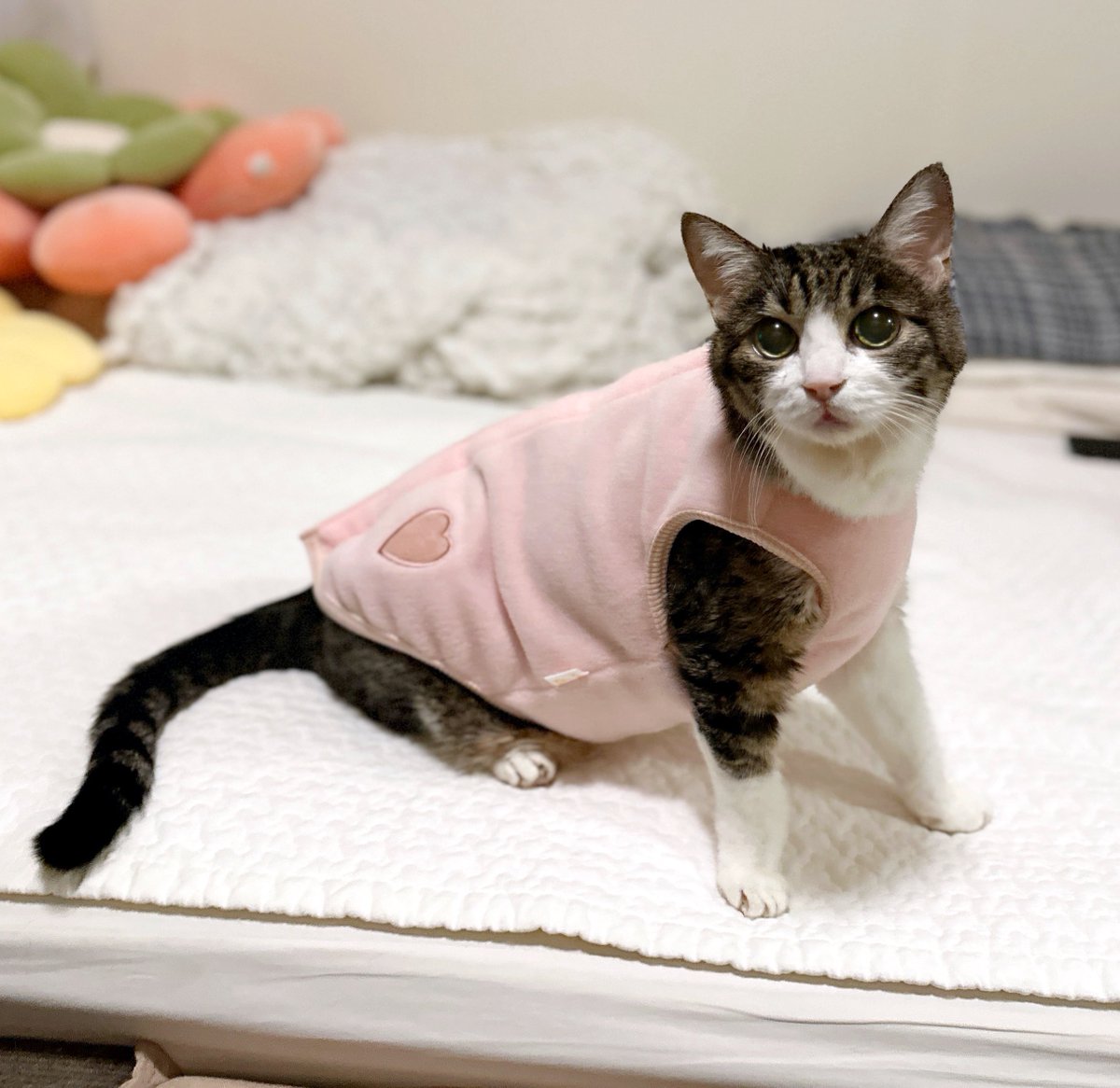 「猫に服を着せる？」

って疑問に思う人もいるかもだけどハイシニア期の猫チャンには必要なこともあるのだ。