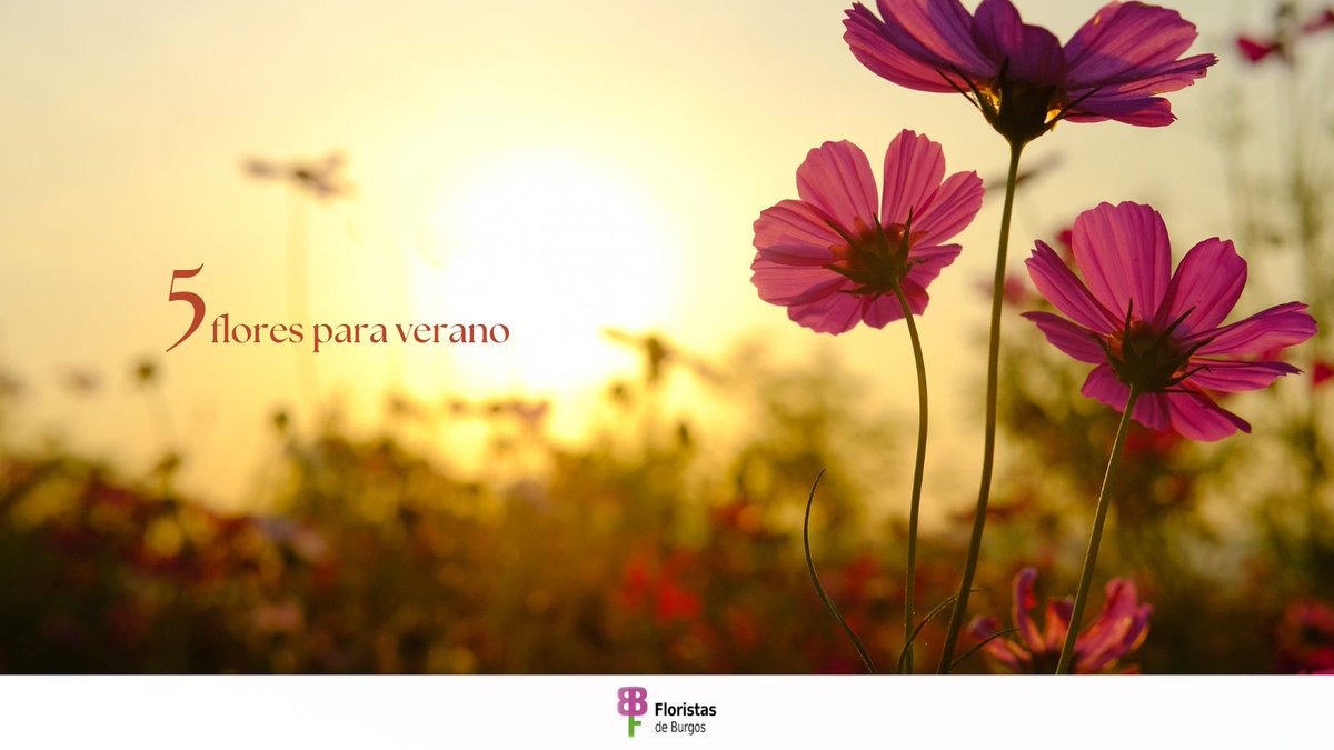 flojabur's tweet photo. 🌸 Las altas temperaturas no son un problema cuando eliges las flores adecuadas 🌿
🌼 Lavanda
🌺 Geranios
🌻 Girasoles
🌸 Buganvilla
🌿 Claveles
🌿 @culturadeflor | 🌸 @Coquelicotflores | 💐 @jimenaregalos | 🌼 @floresalba.es
#verano #floresdeverano #calor #flores #floristas https://t.co/FIRKAxsTKf