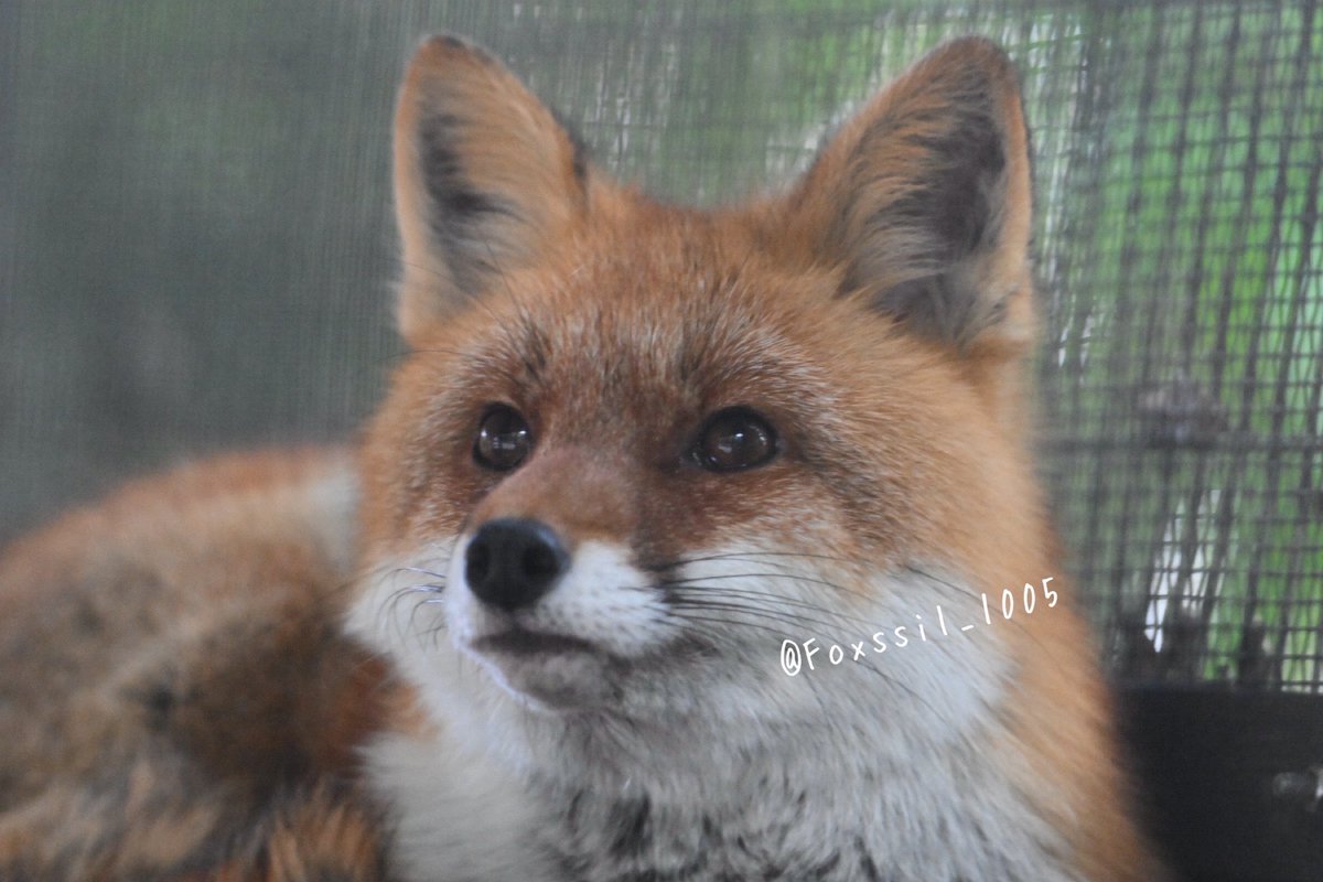 Foxssil(フォクシル) おきつね全国地図4/11ver公開しました！ tweet media