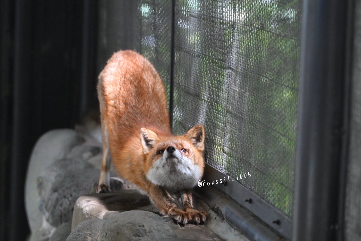 Foxssil(フォクシル) おきつね全国地図4/11ver公開しました！ tweet media