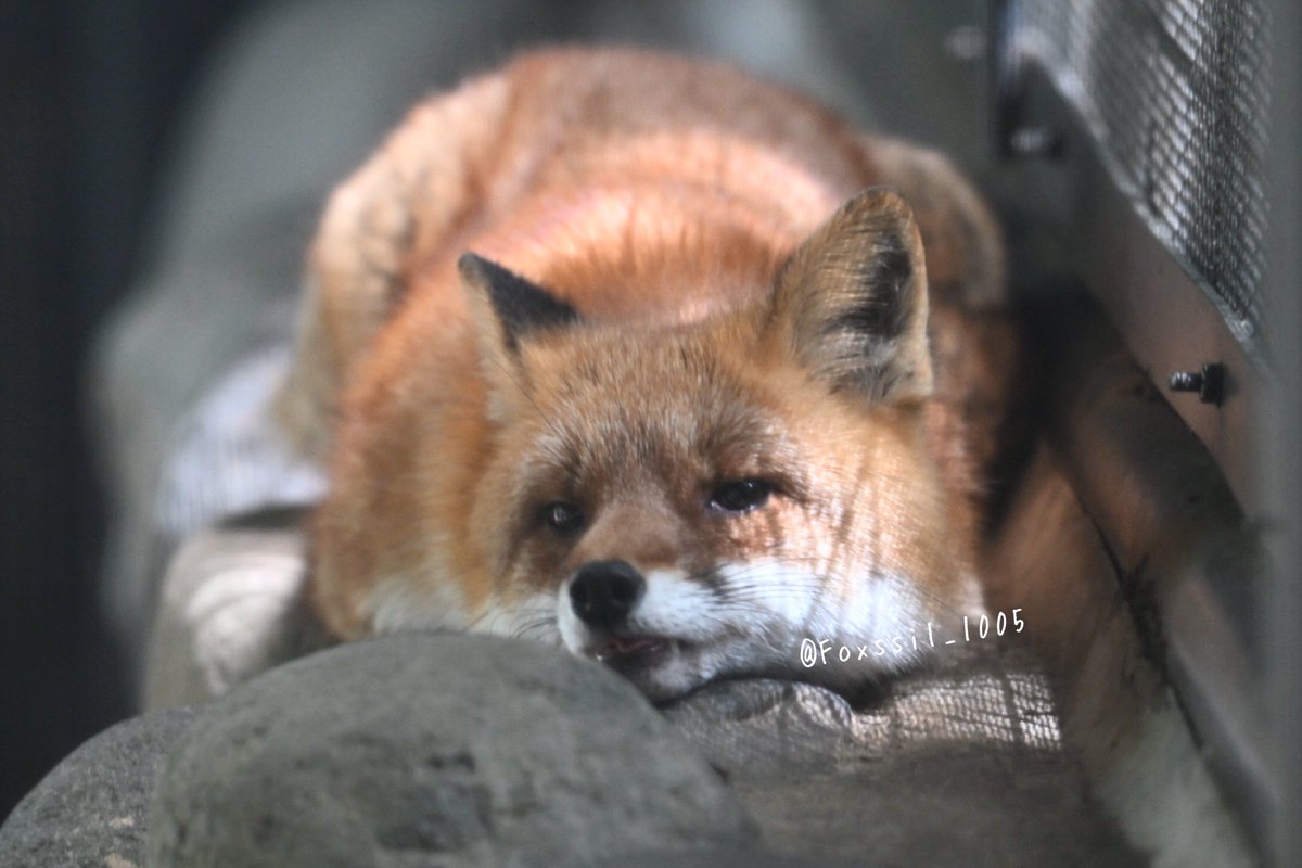 Foxssil(フォクシル) おきつね全国地図4/11ver公開しました！ tweet media