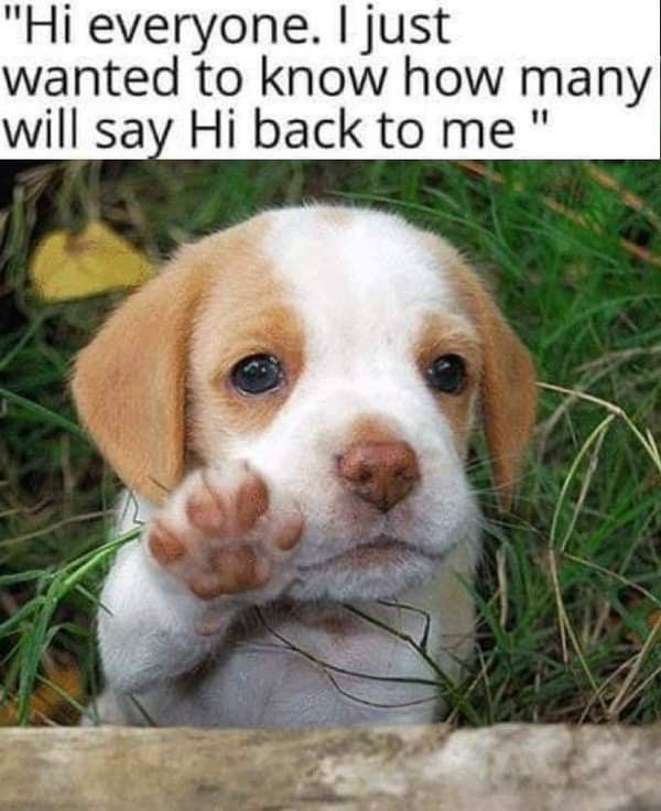 𝕏 Dogs tweet media