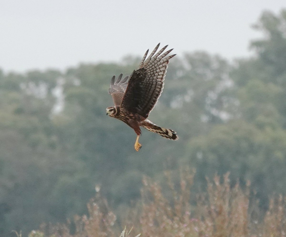 Long Nab Birder tweet media