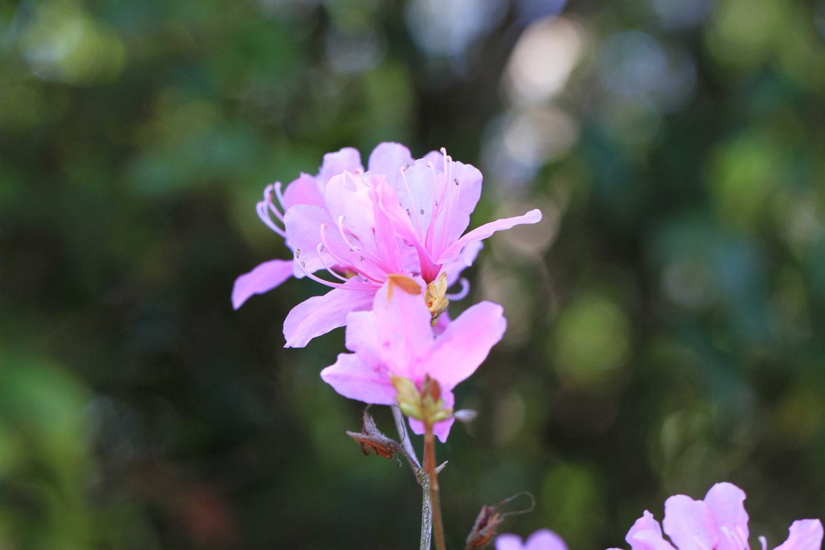 花#flowers