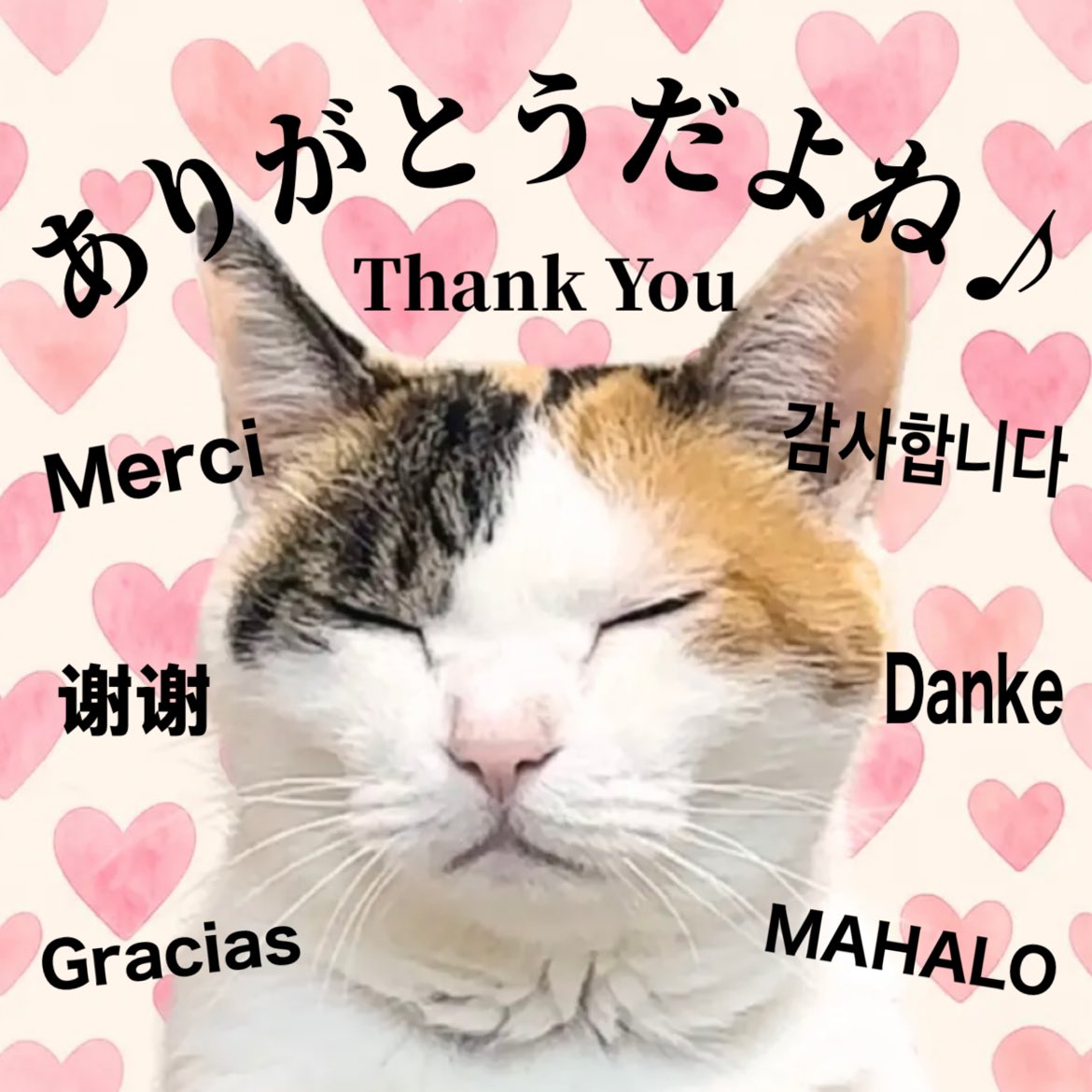 【5月期募集終了！たくさんのご入会ありがとうございました🐾】

おかげさまで5月のオンサロ募集、
無事に締め切ることができました！✨

新しく「ねこミュ」の仲間になってくれた皆さま、そして温かく見守ってくれた皆さま、本当にありがとうございます!

ここからさらに猫好きの輪を広げて、