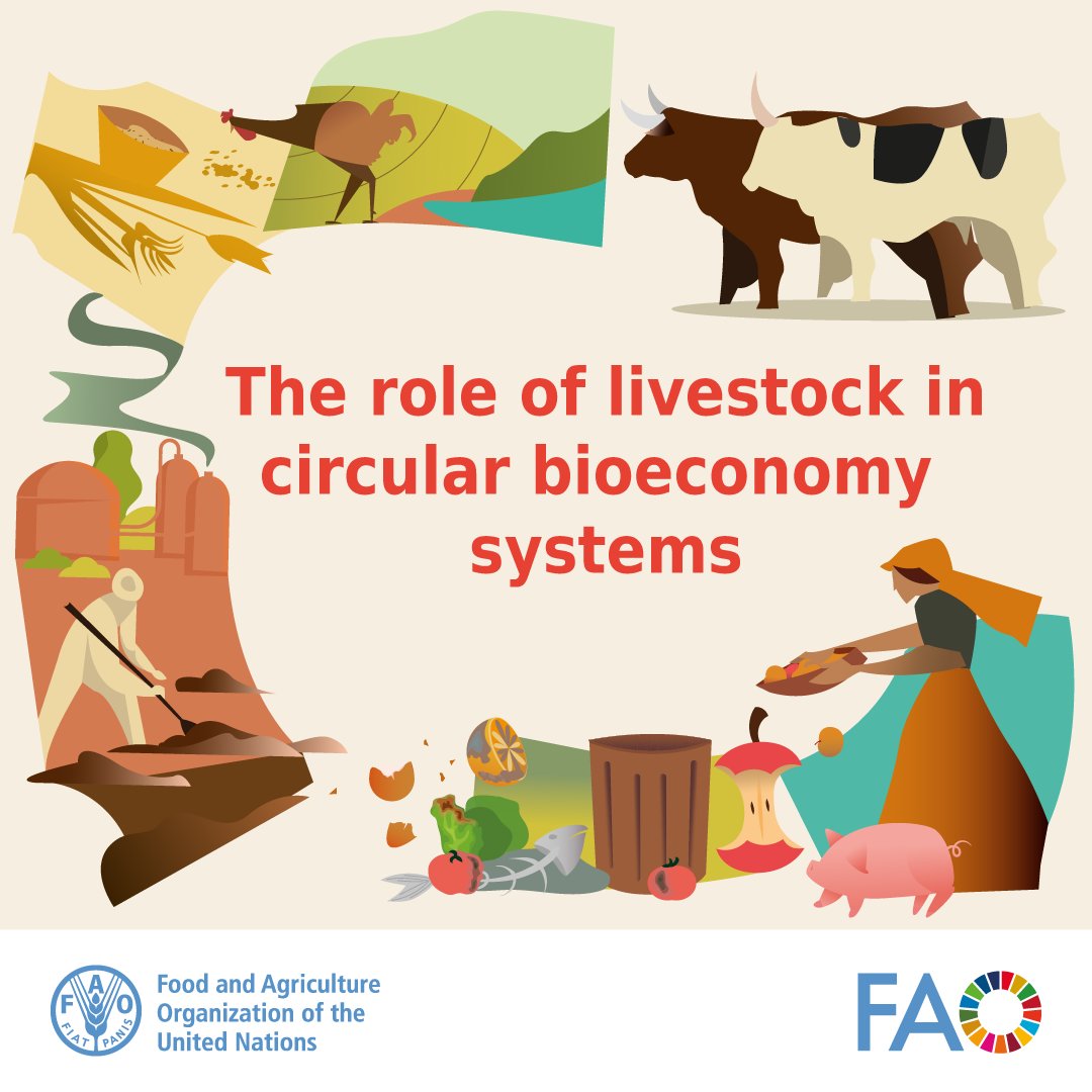 FAO Livestock tweet media