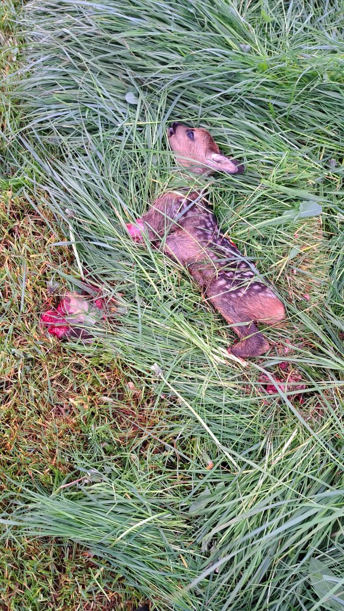 Vrijevogel56's tweet photo. Het maaiseizoen is in volle gang, met veel slachtoffers onder weidevogels en klein wild. Reekalfjes wachten in het hoge gras op hun moeder. Dachten veilig te zijn... @faunabescherming #killingfields https://t.co/Kuq3NeROPK