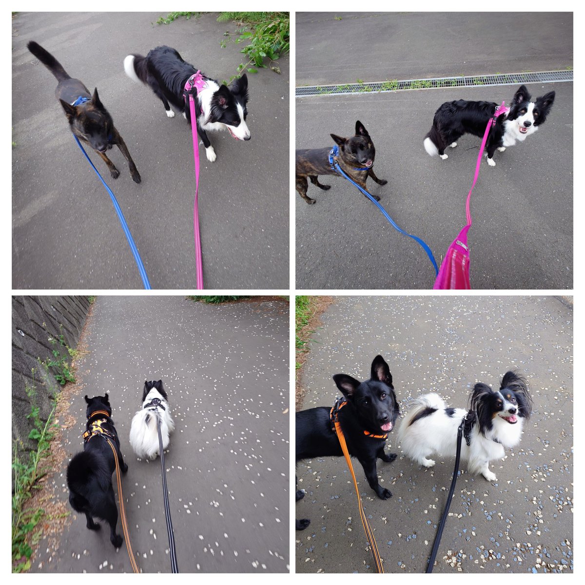 MK わんこ達との暮らし🐕 (@mk_dog_lover) / Posts / X