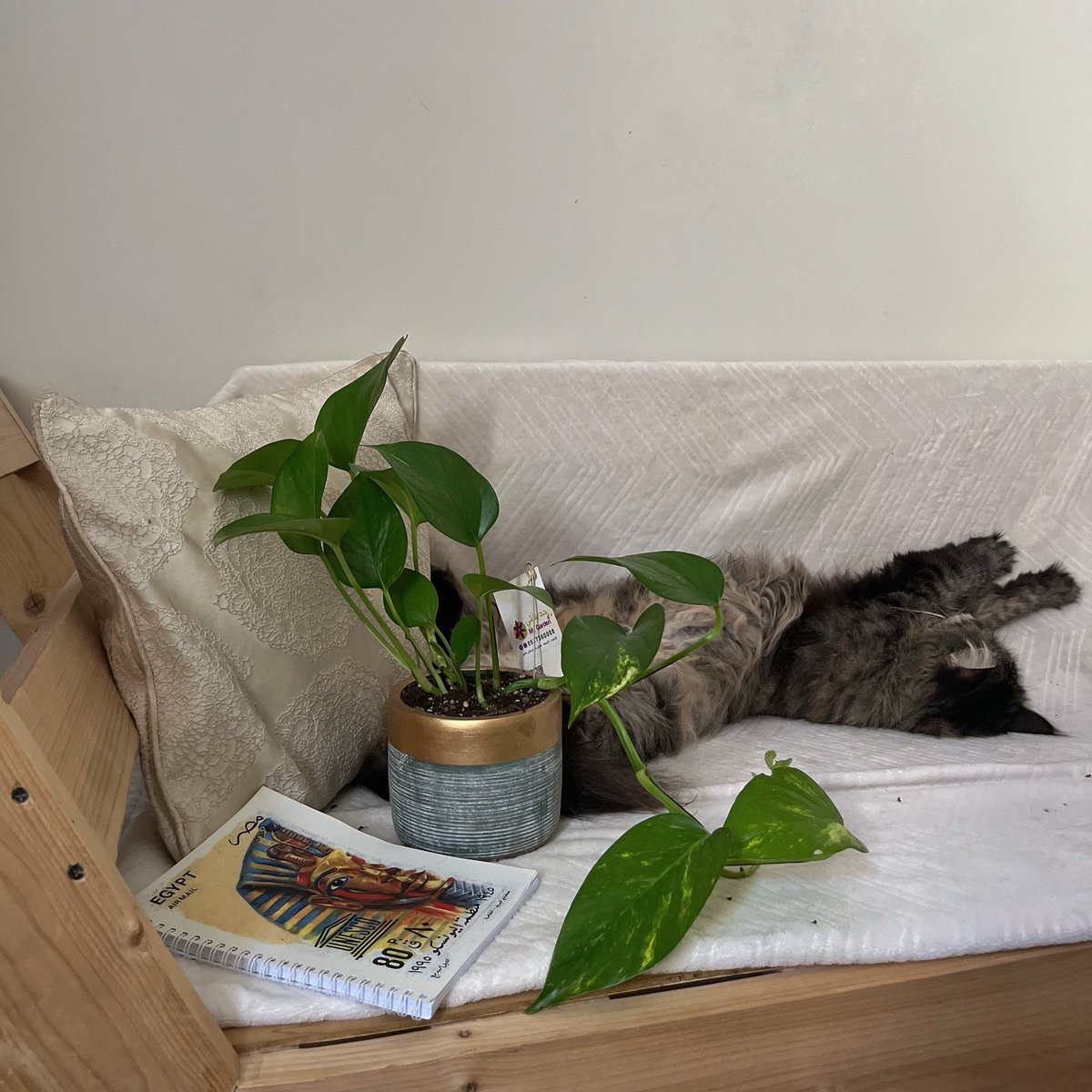 lulolat's tweet photo. Good start for the day🌞🐈‍⬛🪶 https://t.co/yJVlFTfA7X