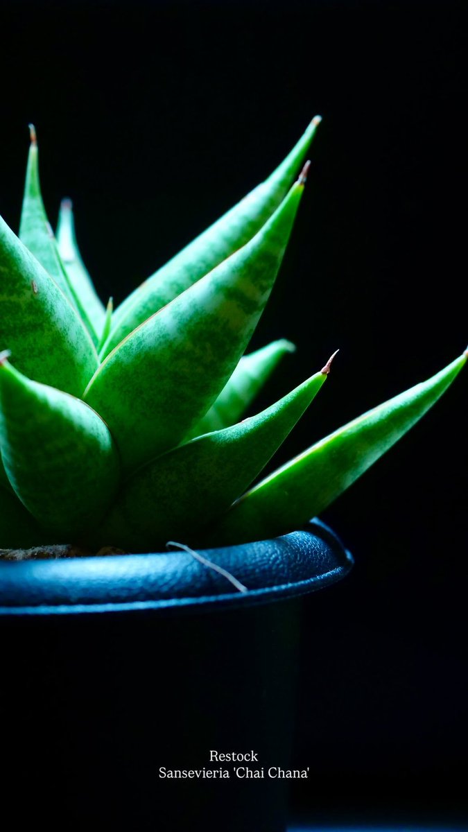 ada_laboratory's tweet photo. 【ADA LAB TOKYO 植物入荷情報】
新たに植物が入荷いたしました。
詳細は店頭にてご確認ください。 https://t.co/p8Uc7q6MMk