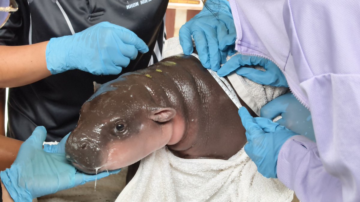 realk3nji's tweet photo. A new hippo has been born, and we all know how high they went last time (MooYor and Moodang). Here you have the opportunity to get in early on a project that has proven potential to reach high levels (MooYor 700K and Moodang 1.5M). There is a fantastic team behind this, and a new cute niece of Moodeng has been born.

Meet MOONAMTOK