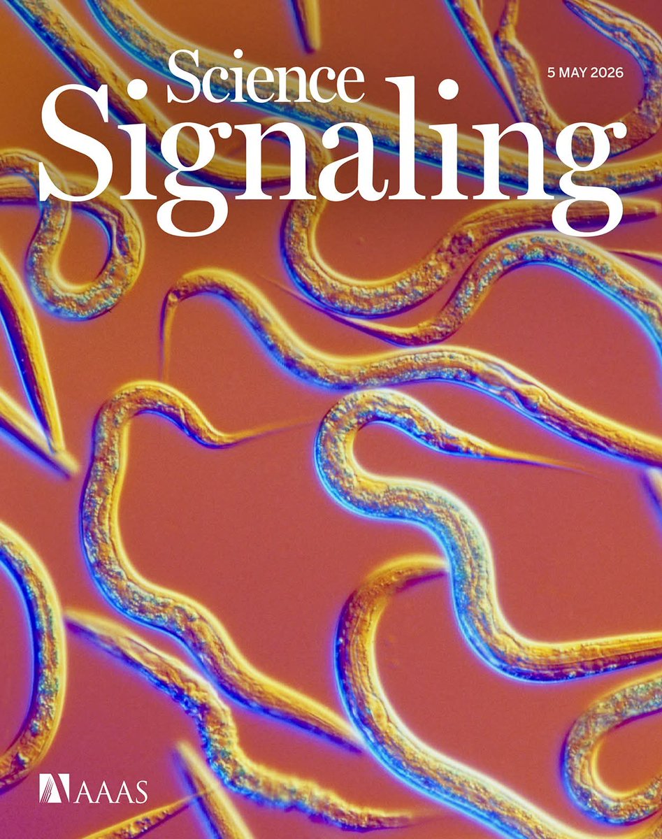 Richard01173388's tweet photo. Don’t miss the new issue of #ScienceSignaling! 

Scientists uncover the molecular wiring that supports phenotypic plasticity in C. elegans, a new Focus explores community resources that will propel the next era of lipidomics research, and more. 

https://t.co/YCfzxZNtKV https://t.co/D50B8bmU3F