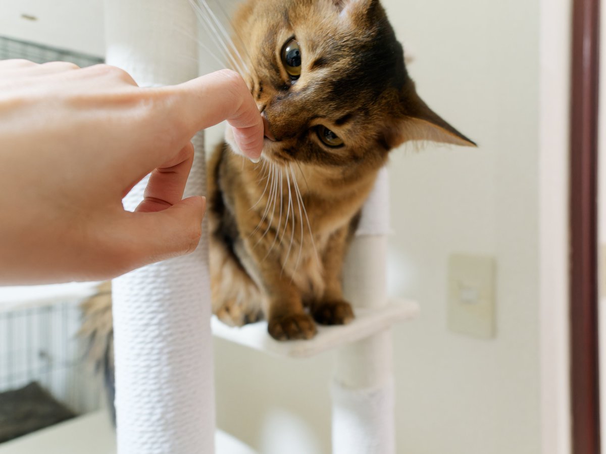 _Nyan_Time_'s tweet photo. 身元チェック、からの噛まれる
なぜだー😭

#猫 #cat #ソマリ #猫のいる暮らし #猫のいる幸せ https://t.co/ALUrVegCtn