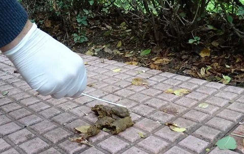 torrenoti's tweet photo. El @Ayto_Torrejon #TorrejónDeArdoz implanta el ADN Canino para multar a los que no recojan los excrementos de sus perros 🐶💩 
+info: https://t.co/fQUe82Zua8 https://t.co/NeNB1TorZl
