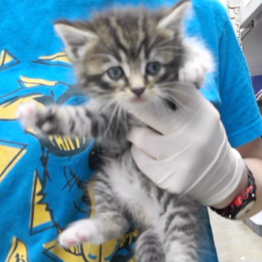 Nebraska Humane Society tweet media