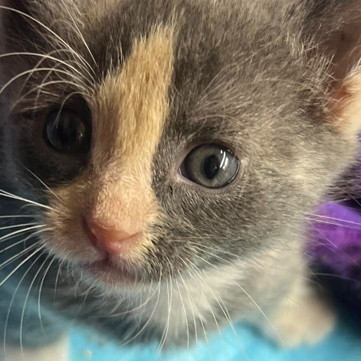 Nebraska Humane Society tweet media