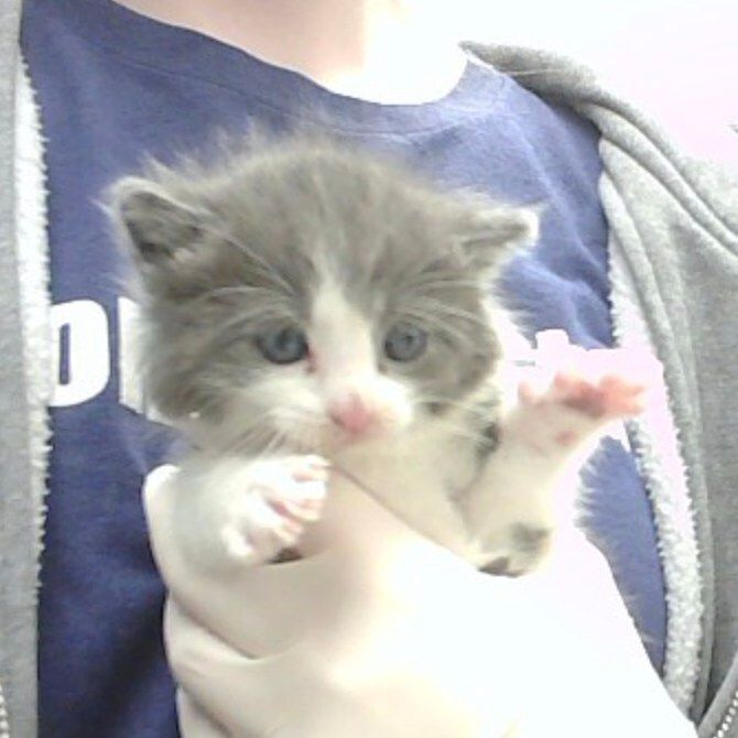 Nebraska Humane Society tweet media