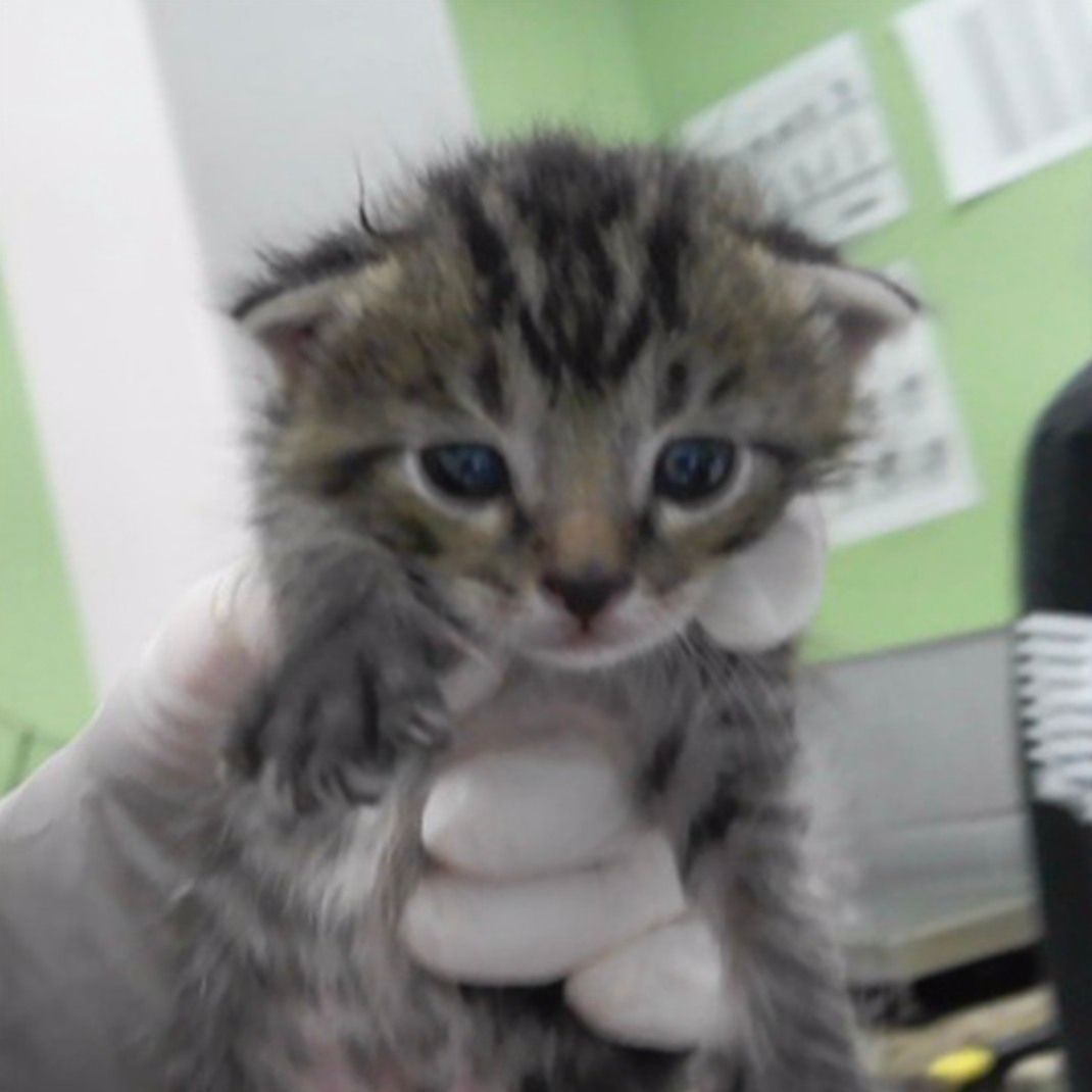 Nebraska Humane Society tweet media