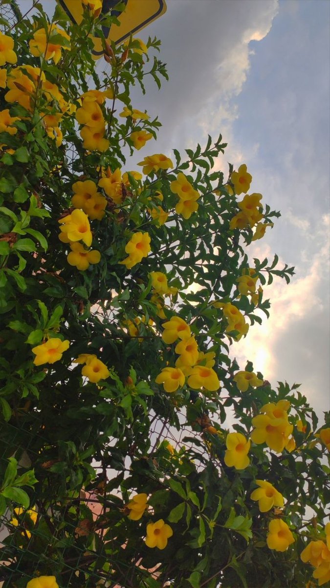 _Beavibes_'s tweet photo. Day 6 🌼 https://t.co/T18sai7qs0