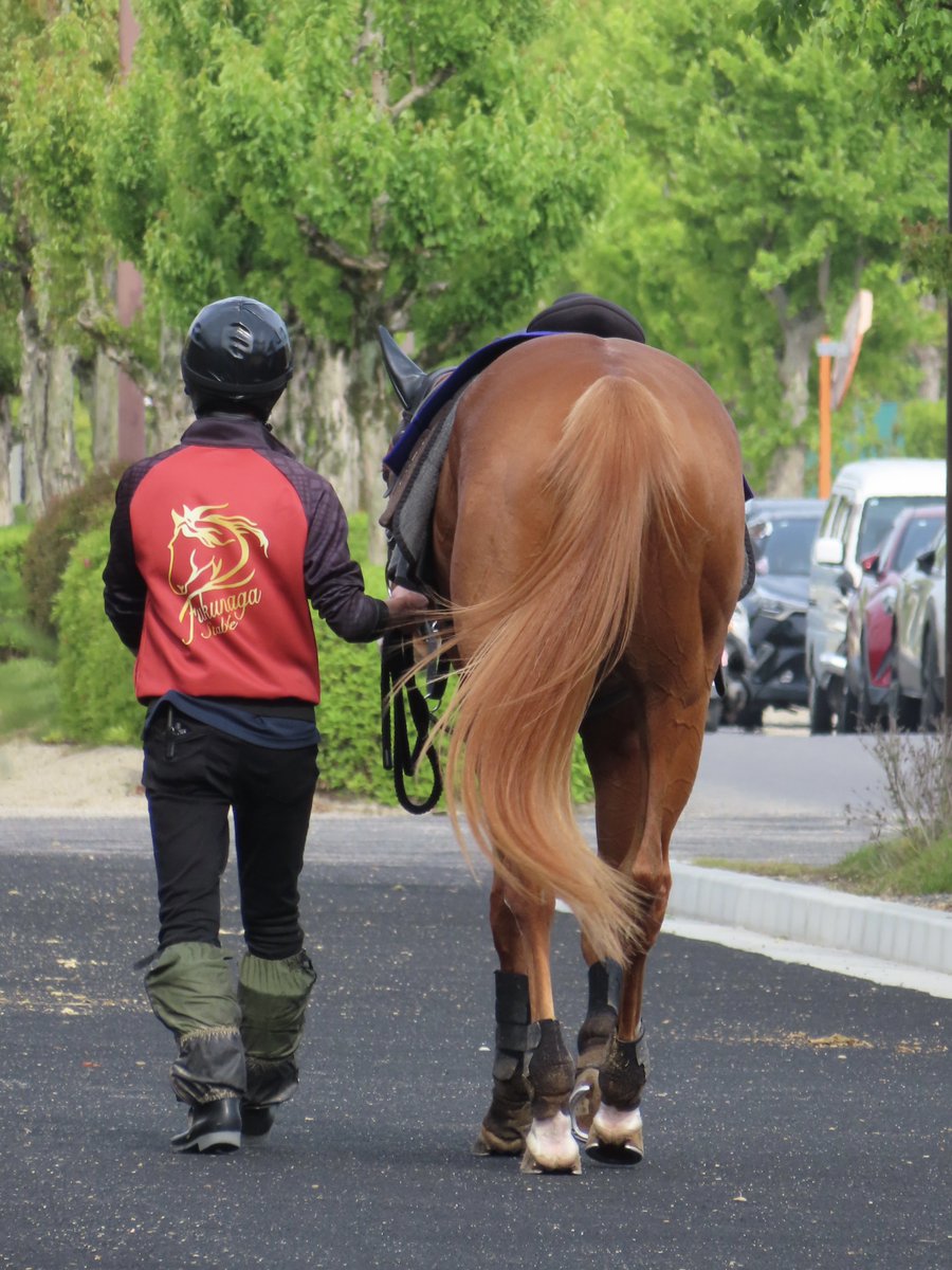 日刊ゲンダイ　競馬 tweet media