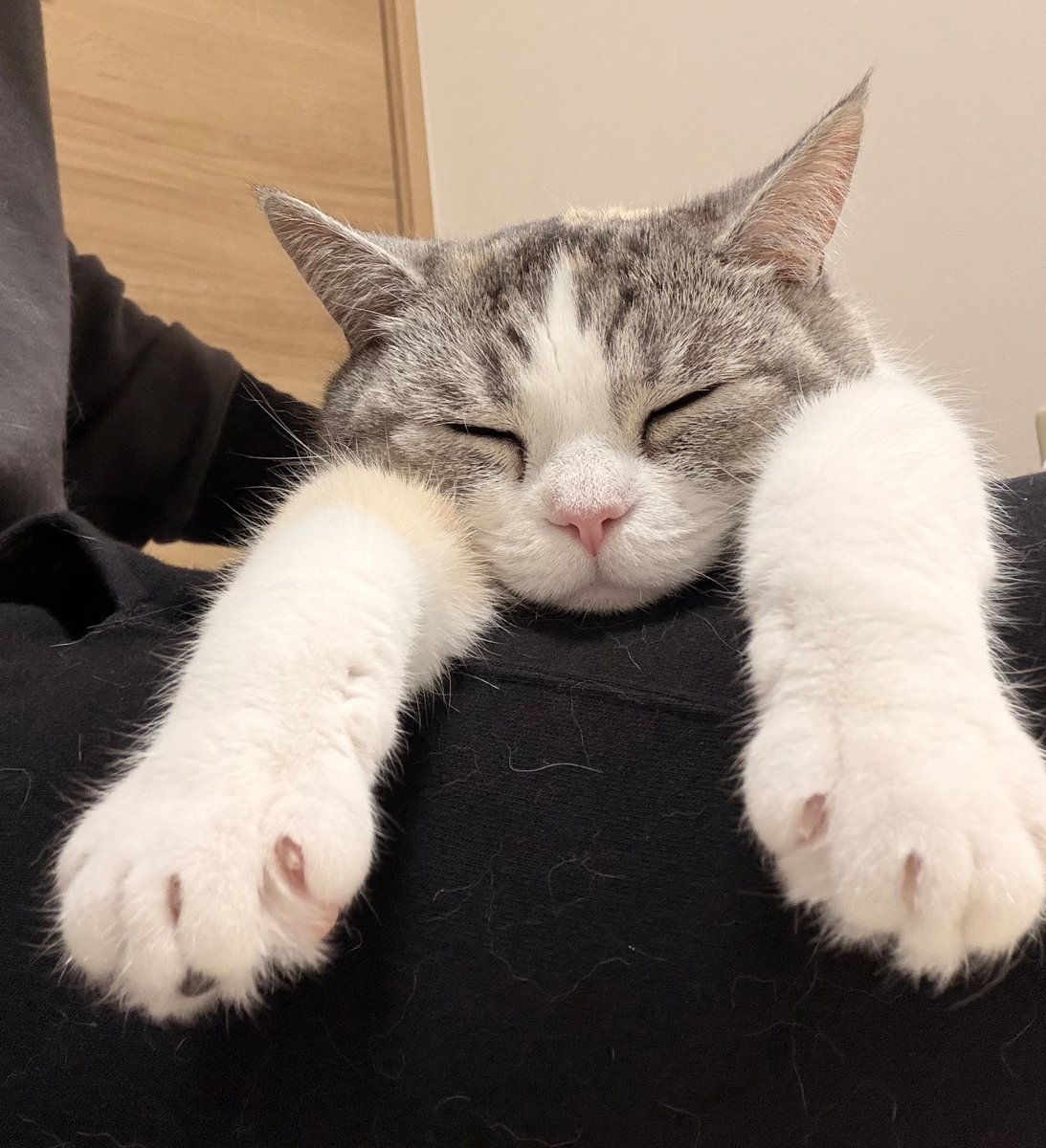 のびーーーん🐱🐾
