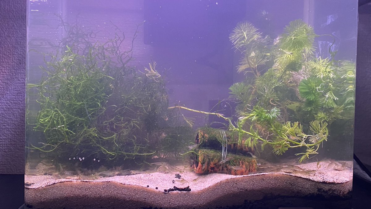 着実に完成に近づいていくミナミヌマエビの水槽！