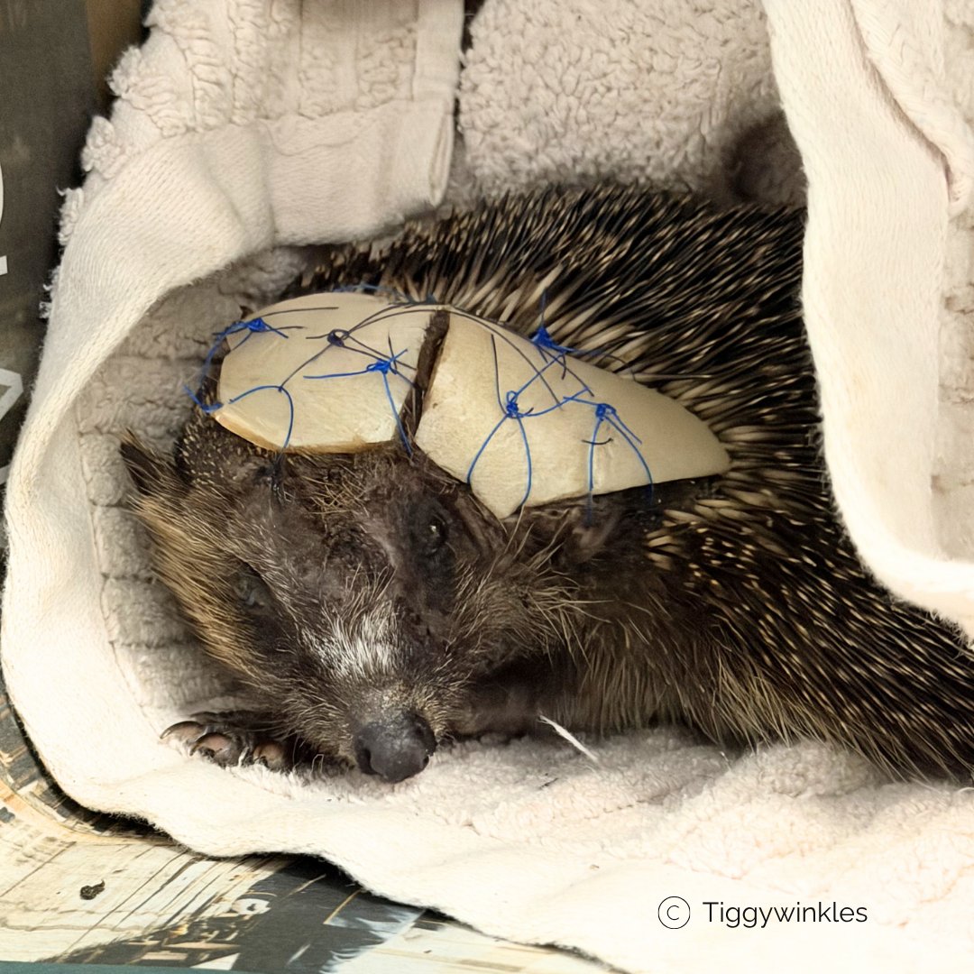 💔🦔When Bramble arrived we found old, infected wounds - likely from a strimmer. He’d been suffering like this for a long time &amp; arrived in a very bad way. Now, he’s finally getting medical care.
#HedgehogAwarenessWeek Please check before strimming or mowing - it can save lives💚