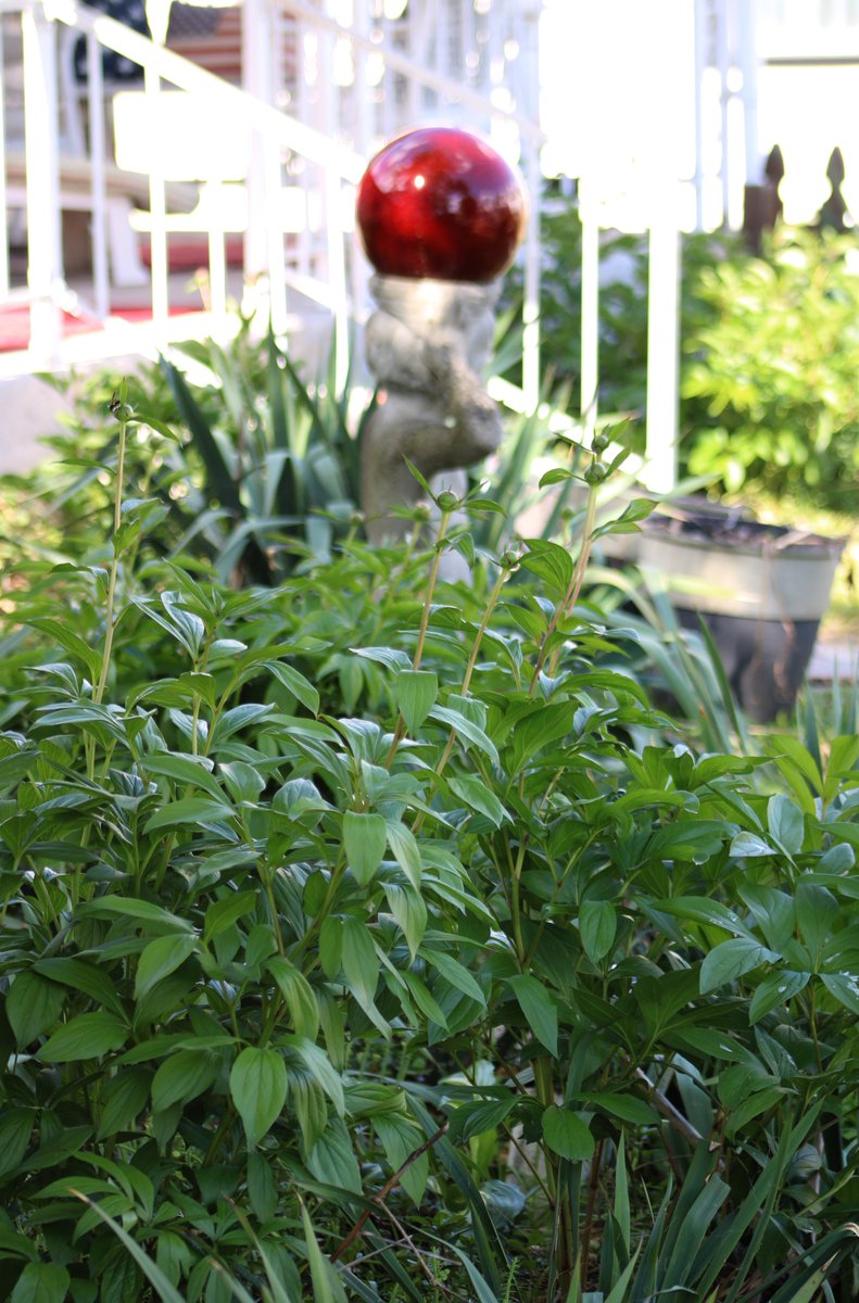HermitsDaily's tweet photo. Joe Ball and Nana's Heirloom Peonies, thriving, in their third season on Fifth Street.   #pennsylvaniagarden #pennsylvaniagardens #garden #gardens #gardener #gardening #damesrocket #phlox #fauxphlox #greenery #fecund #growing #growingseason #growingseasons #spring #springtime https://t.co/reAQUIlPMW