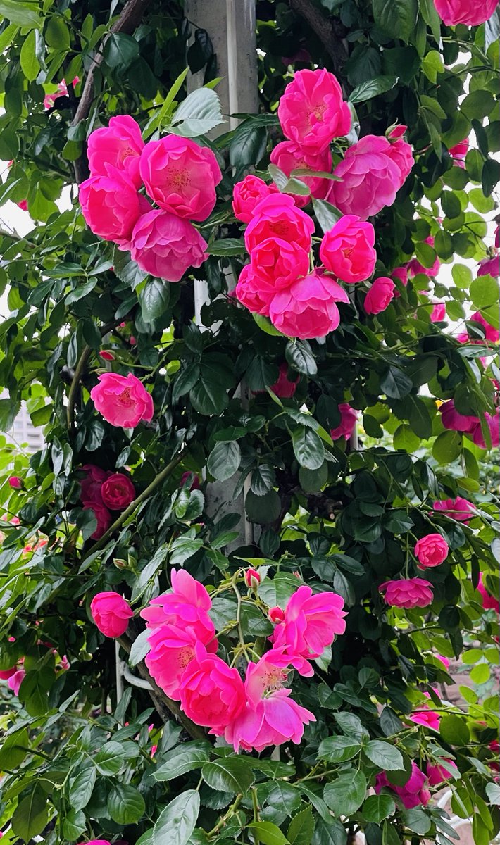 鶴舞公園のバラ🌹が綺麗でした。 ポトレ👧🏻📸したい環境です。
