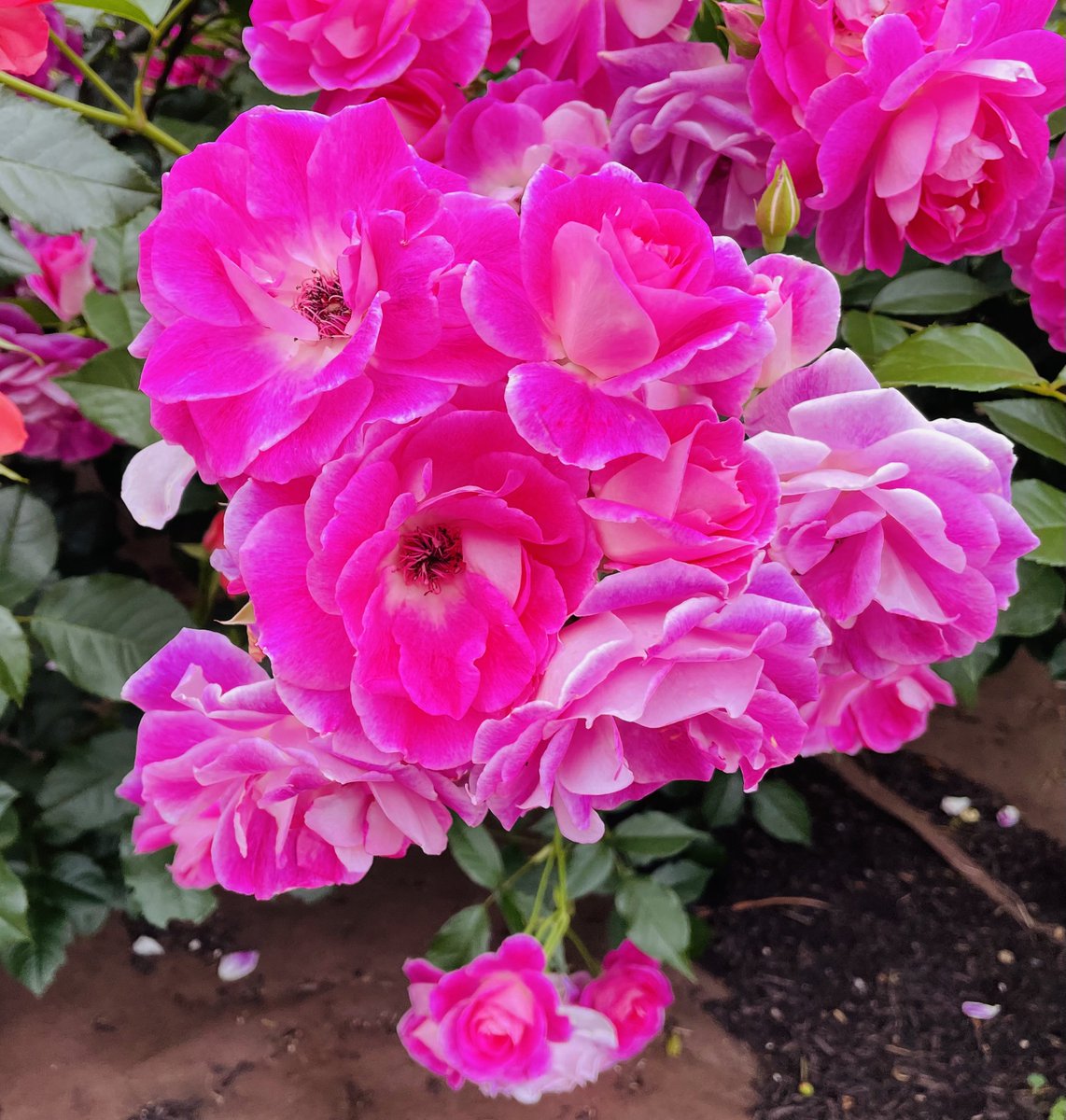 鶴舞公園のバラ🌹が綺麗でした。 ポトレ👧🏻📸したい環境です。