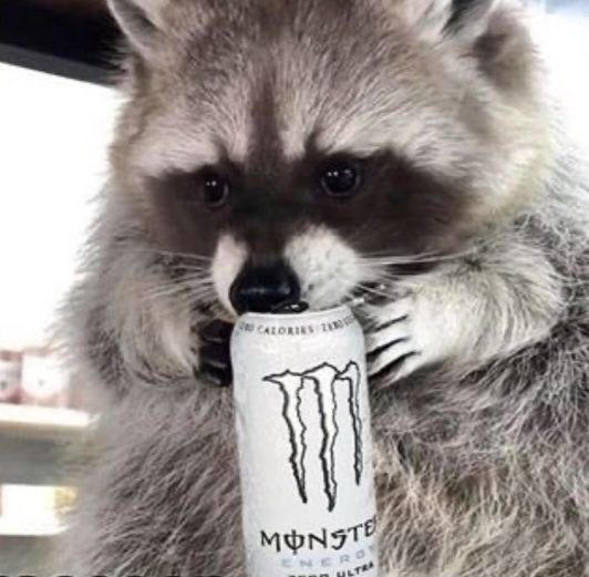 rodent tweet media