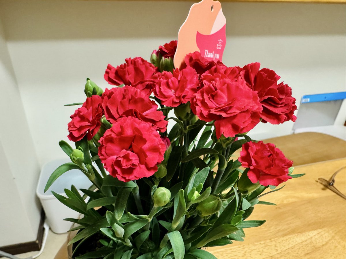 azarashi's tweet photo. 一足早くカーネーションいただきました♪ https://t.co/dagRhnOXlN