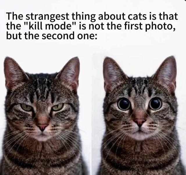 Tweets Of Cats tweet media