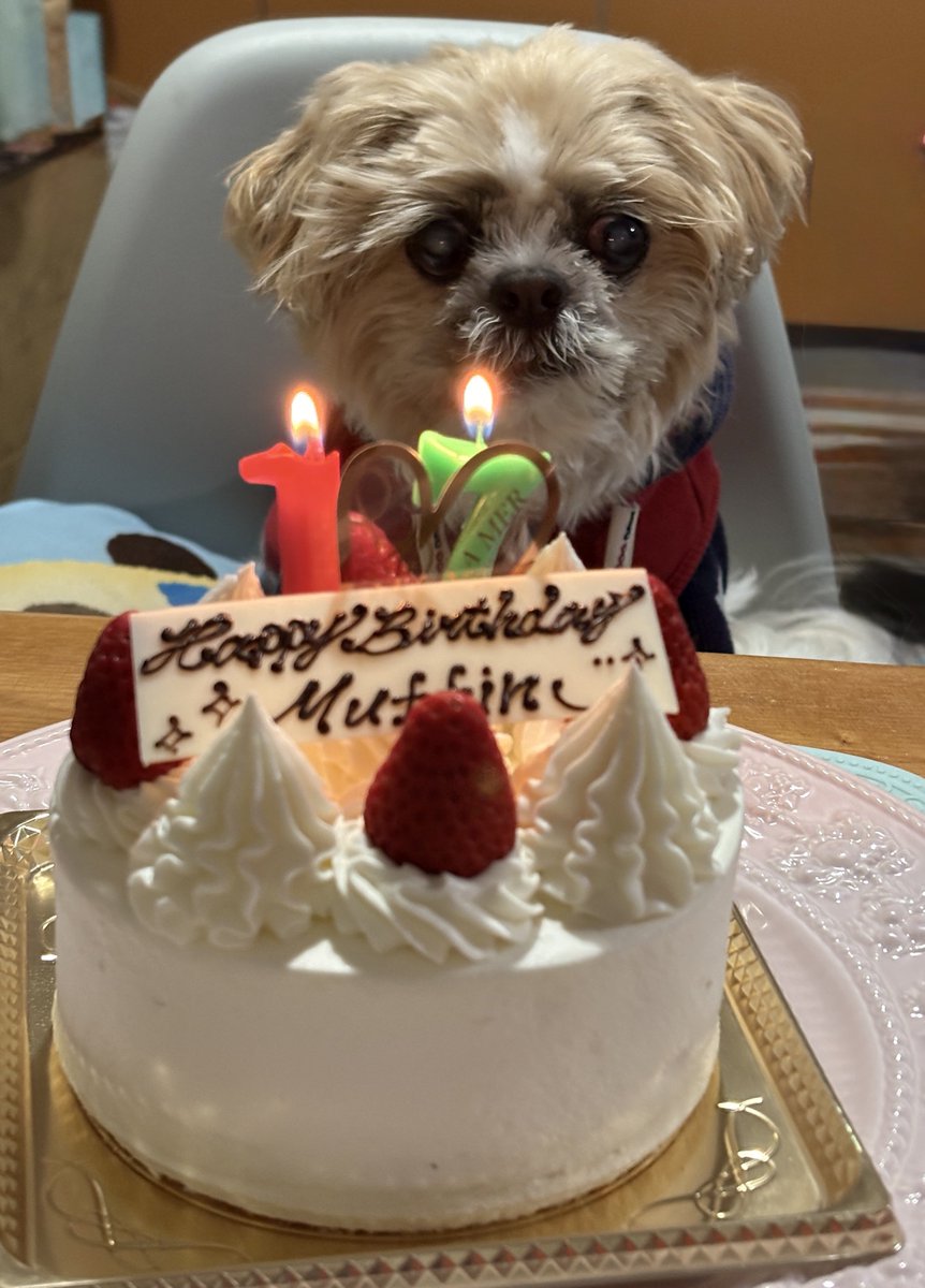 gorurasuku's tweet photo. muffin17歳になりました🐶
こ��からも楽しくマイペースに自由に過ごさせていきます💓🥰
🎁はシニアちゃん用ベットにしました💓
#muffin 
#シーズー
#17歳
#バースデー https://t.co/y36qdLGVSO