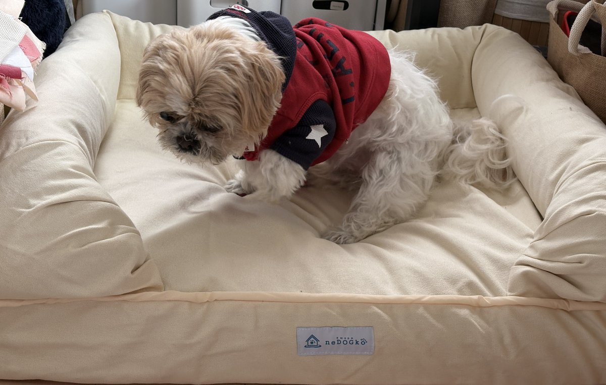 gorurasuku's tweet photo. muffin17歳になりました🐶
こ��からも楽しくマイペースに自由に過ごさせていきます💓🥰
🎁はシニアちゃん用ベットにしました💓
#muffin 
#シーズー
#17歳
#バースデー https://t.co/y36qdLGVSO