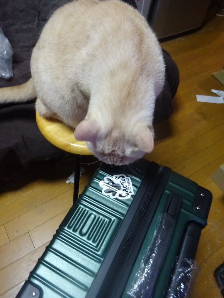 satsuki_tora's tweet photo. いめんしょりまであと10日✨
久々の空の旅に備えて何十年かぶりにキャリーケース新調したぜぇ😝
CACTUSカラーにしてやったぜぇ🌵
CACTUSステッカーも貼ってやったぜぇ🌵
ワイルドだろぉ〜。。。と既に浮かれまくってるワイです🤣
#anly 
#anlysinger 
#いめんしょり 
#cactusrecord 
#anlysinca https://t.co/lVmcdCagtx