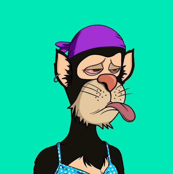Bored Cats Yacht Club (BCYC) tweet media