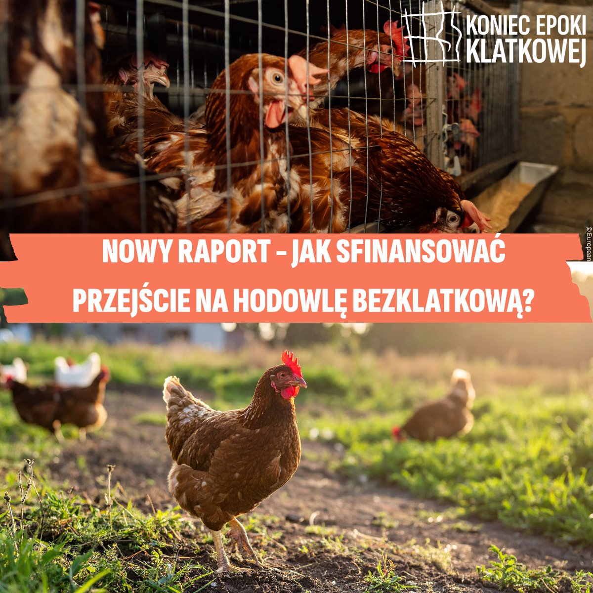 ciwf_pl's tweet photo. Dziś w @EUparliament współorganizujemy z @Act4AnimalsEU wydarzenie, na którym zaprezentujemy raport dot. możliwości finansowania transformacji na hodowlę bezklatkową.

Raport @IEEP_eu pojawia się w kluczowym dla Wspólnej Polityki Rolnej momencie. Wydarzenie prowadzi @K_Smiszek https://t.co/GfuEQOoRCT