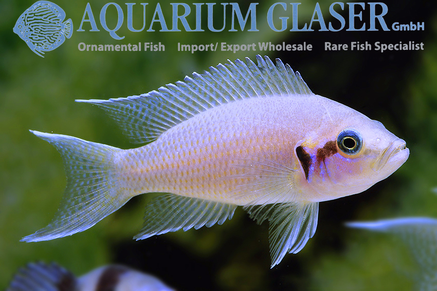 aquariumglaser's tweet photo. #Neolamprologus #pulcher ( = N. #brichardi) 
find more details and pics @ https://t.co/kgExUnvbBk https://t.co/ulWztosycl