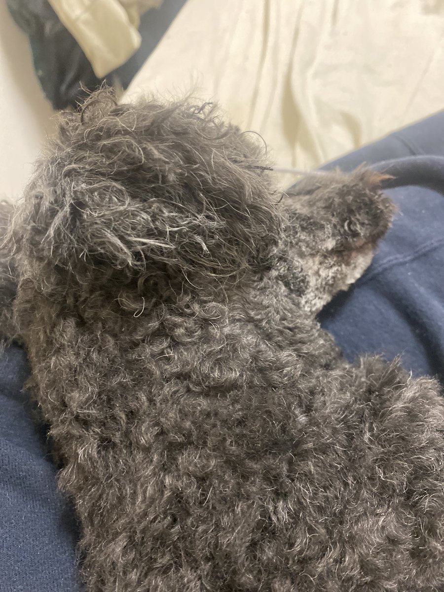中村福助 tweet media