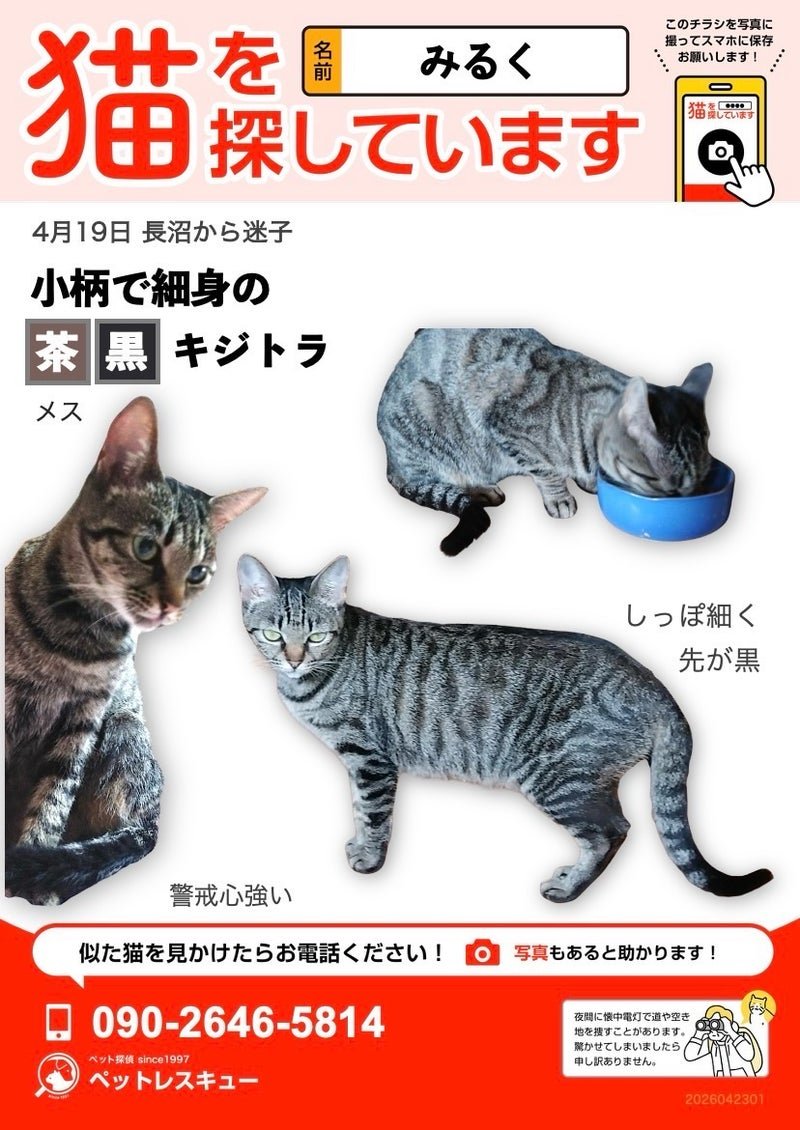 厚木市長沼より迷子猫さんです
飼い主さんが必死に捜索されています。
【迷子猫を探しています】厚木市　長沼　メス　キジトラ | あしながねこ ameblo.jp/ashineko22/ent… #Amebaブログ #アメブロ