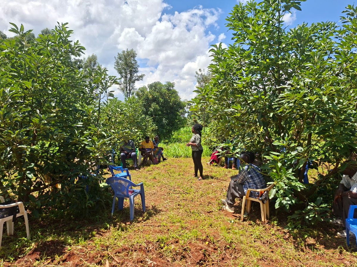 FAOKenya's tweet photo. In Trans Nzoia county: See how the avocado trees are also providing shelter during the Community Based Facilitator introduction to Kinyoro Growers Avocado &amp; Marketing Farmer Field School? 

Fruits trees is one of the #TUNZA #valuechains, funded by @theGCF https://t.co/qLPtHGTeQq