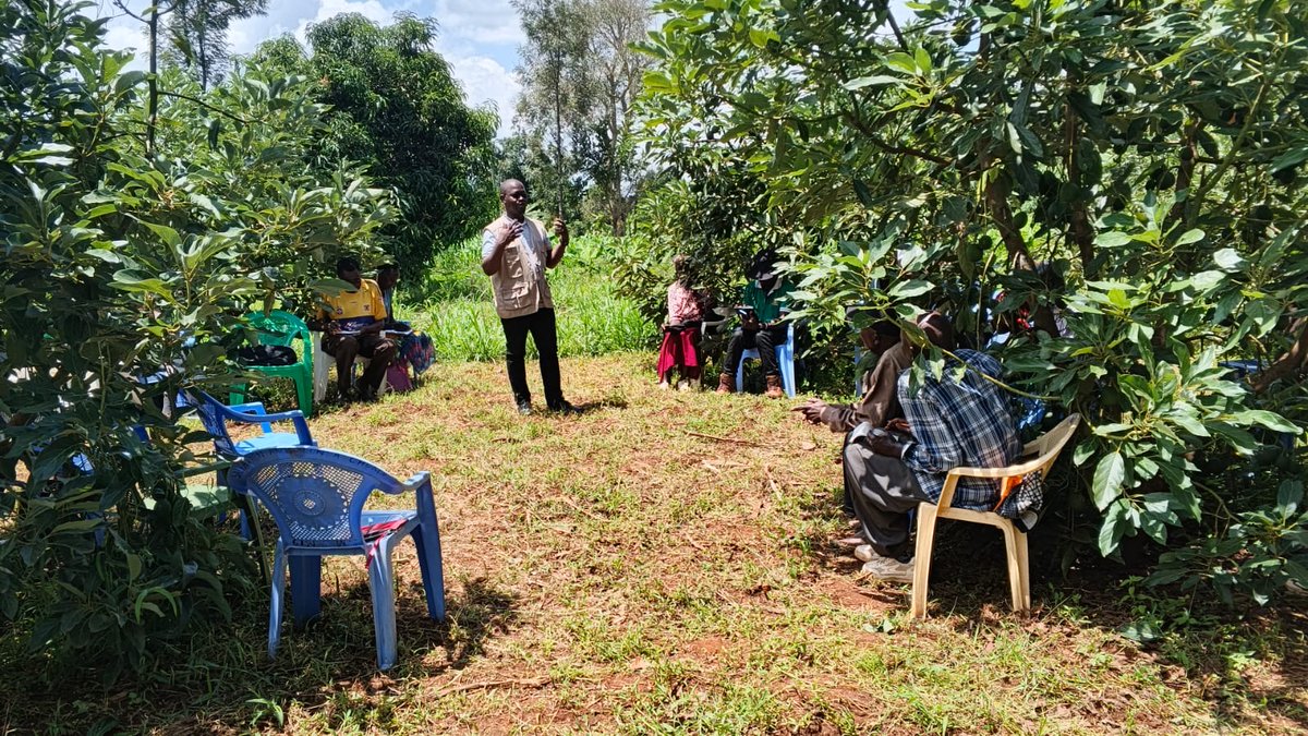 FAOKenya's tweet photo. In Trans Nzoia county: See how the avocado trees are also providing shelter during the Community Based Facilitator introduction to Kinyoro Growers Avocado &amp; Marketing Farmer Field School? 

Fruits trees is one of the #TUNZA #valuechains, funded by @theGCF https://t.co/qLPtHGTeQq