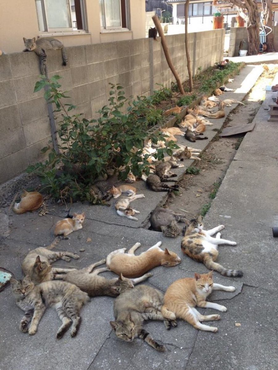 Cat is life ~猫は人生~ tweet media