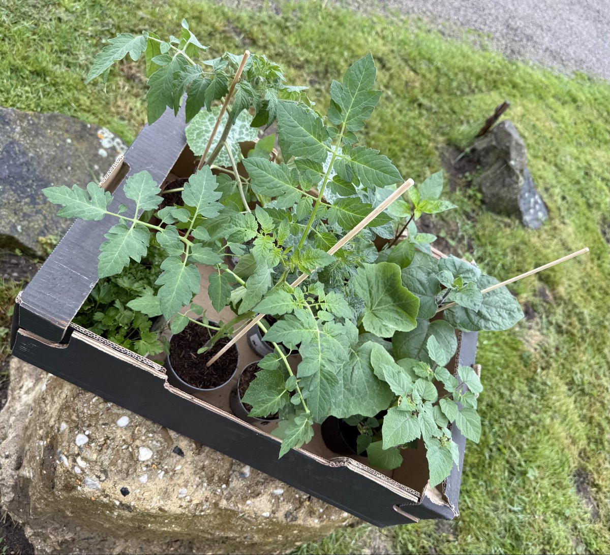 Ruth_tanzt's tweet photo. GärtnerinnenHerzFreudenSprung 
🍅🥒🌶️🍅🎃🥒🍅🌶️🎃🍅🌶️🥒🍅 https://t.co/KSfLYh2p8d