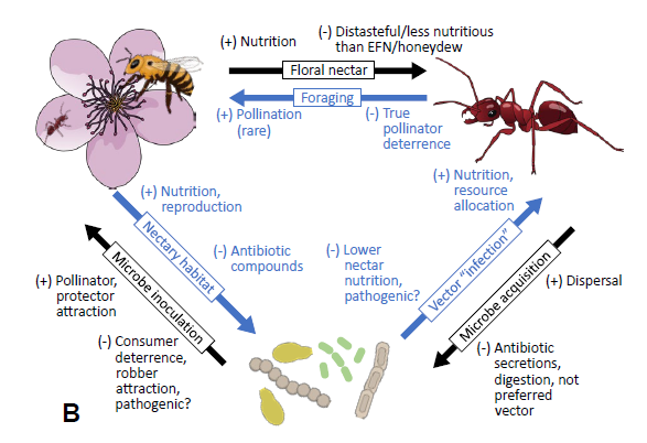 MyrmecolNews's tweet photo. 🆕 Review: In this accompanying blog post, Leland Graber highlights the main points of  Nelsen and collegues' review article on ant relationships with floral and extrafloral nectar microbes.
https://t.co/XWyub8FZD7 https://t.co/x2WZkSe3i8
