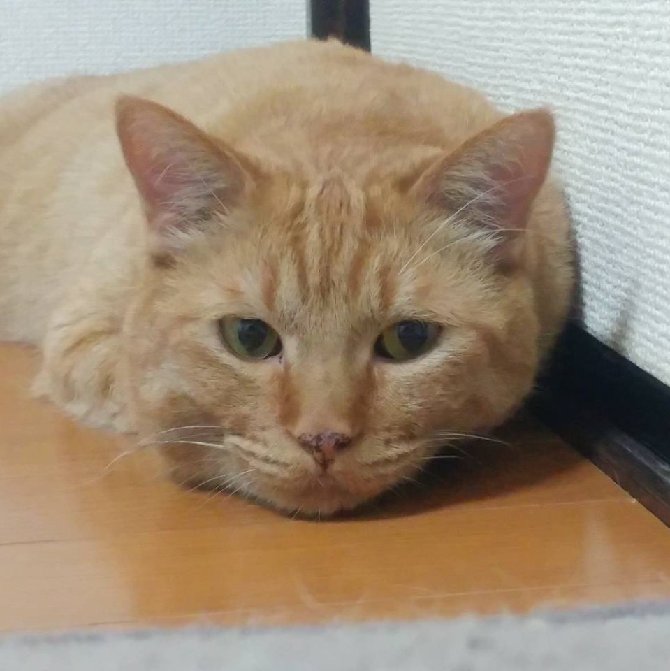 てっあん tweet media