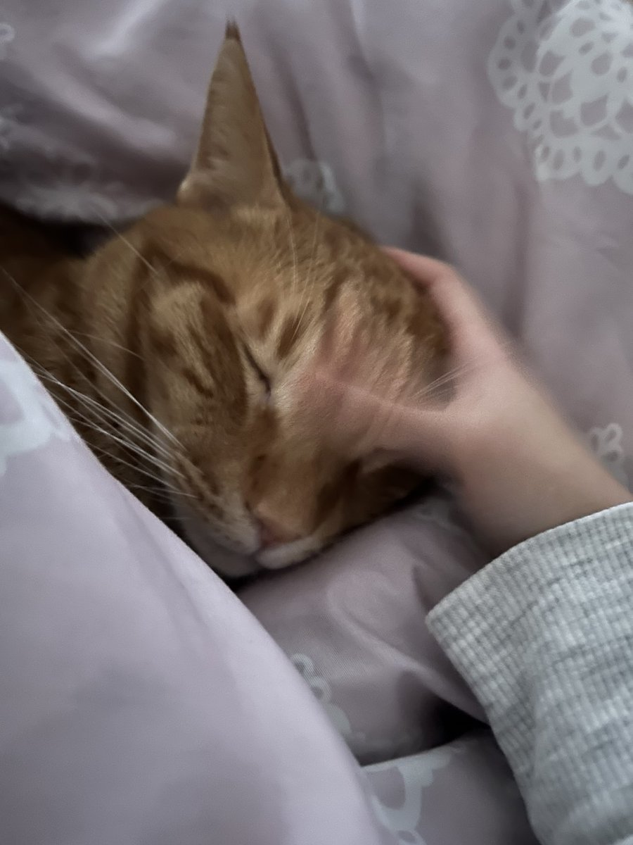 猫のいる暮らし tweet media