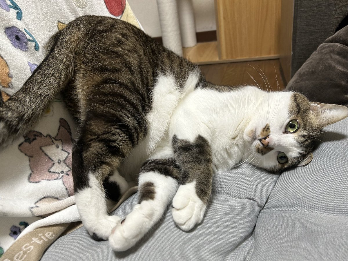 88oo_8's tweet photo. ケツ上げ虚無猫 https://t.co/kEmz5Tansg
