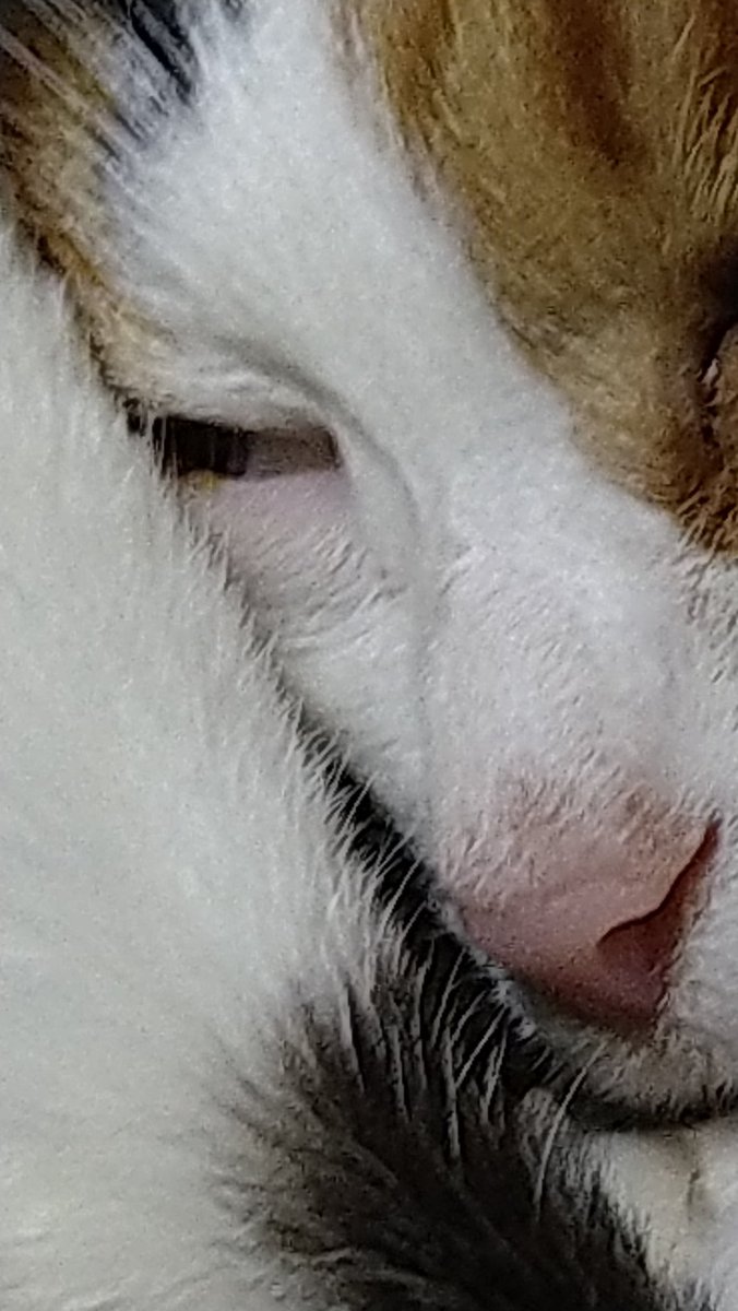 すうすう(白眼)